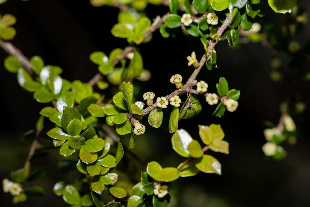 orange thorn