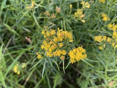 Euthamia gymnospermoides