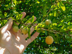 Acanthosyris spinescens