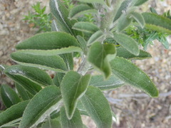 Senecio crenatus