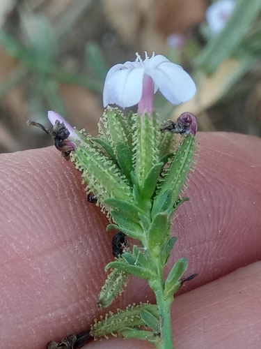 Plumbago europaea image