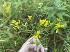 Euthamia gymnospermoides