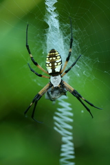 Argiope aurantia