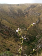 Plumbago europaea image