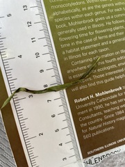 Euthamia gymnospermoides