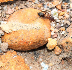 Tetramorium signatum