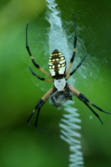 Argiope aurantia