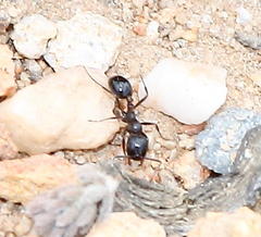 Tetramorium signatum