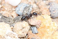 Tetramorium signatum
