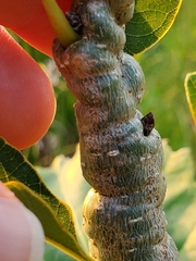 Neuroterus rileyi