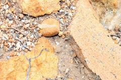 Tetramorium signatum