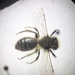 Andrena nigroolivacea - Photo (c) Sirio Gamba, μερικά δικαιώματα διατηρούνται (CC BY-NC), uploaded by Sirio Gamba
