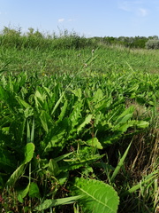 Cirsium brachycephalum