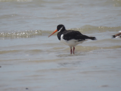 Haematopus ostralegus
