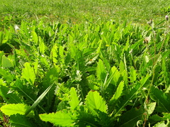 Cirsium brachycephalum