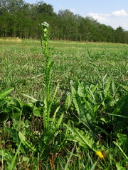 Cirsium brachycephalum