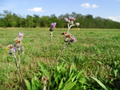 Cirsium brachycephalum