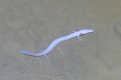 Proteus anguinus anguinus