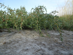 Suaeda pannonica