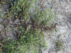 Suaeda pannonica