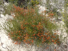 Daviesia brevifolia
