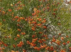 Daviesia brevifolia