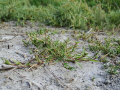 Sporobolus aculeatus