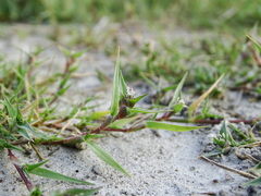 Sporobolus aculeatus