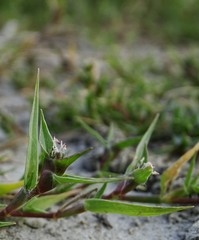Sporobolus aculeatus