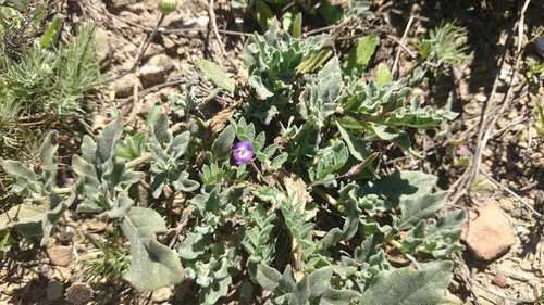 Astragalus nuttallianus var. austrinus