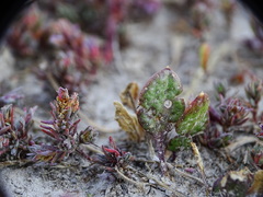 Lepidium cartilagineum