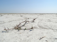 Sporobolus aculeatus