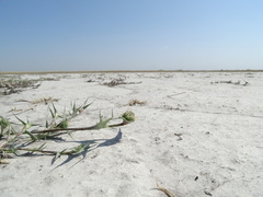 Sporobolus aculeatus