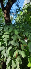 Robinia pseudoacacia