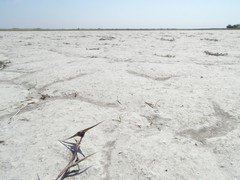 Sporobolus aculeatus