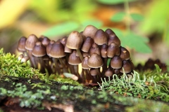 Mycena stipata