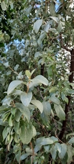 Tracheophyta