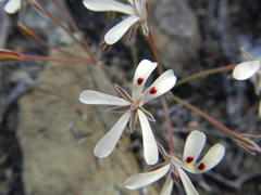 Pelargonium nervifolium