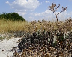 Lepidium cartilagineum