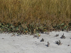 Lepidium cartilagineum