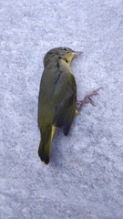 Geothlypis philadelphia