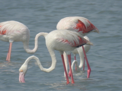 Phoenicopterus roseus