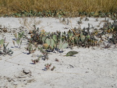 Lepidium cartilagineum