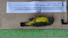 Geothlypis philadelphia