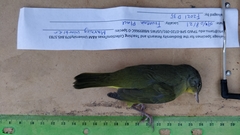 Geothlypis philadelphia