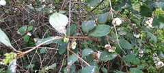 Symphoricarpos albus