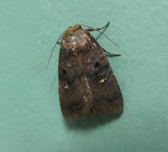 Athetis leuconephra