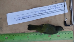 Geothlypis philadelphia