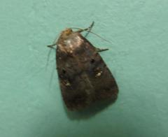 Athetis leuconephra