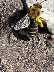 Colletes halophilus